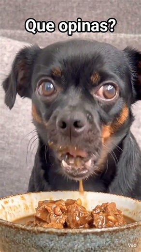 ASMR Perro IA comiendo estofado de carne #perros #trending #cachorrosdivertidos #foryou