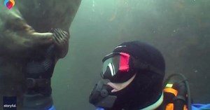 Gray seal gently holds diver's hand close to chest