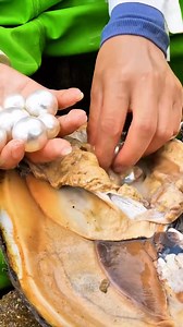 Girl Discovers Mutant Clams Full of Gold #pearls #viral #foryou #reels #foryoupage #viralvideo #pearl #viralvideo #intagram | Pearl Hunter