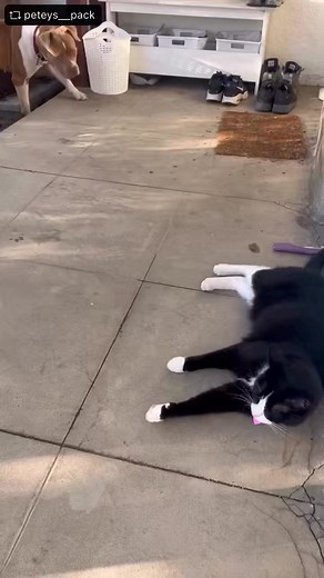 Adopted! 🎉 🚨Cleo needs a new foster or adopter by Oct 30! 🚨 Another big day for Cleo! After an 11 hour sleep last night in her cozy crate (I’m telling you, she can’t get enough of it), she ran around in the yard with her foster brother 🐈‍⬛. Then she practiced going slowly and calmly through doorways 😇. It was especially hard today though, because she was coming inside for her first day as my plumbing apprentice! 🪠🐶🔧 Which she LOVED and also took very seriously. I can’t say enough good th