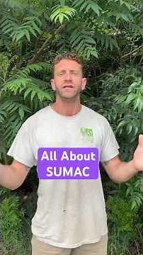 All about native SUMAC #STEMtok #nativeplants #ecology #botany
