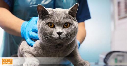 RSPCA reveals 33% rise in country-wide animal cruelty reports over summer months: Island bucking the trend