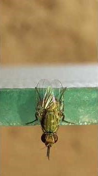 Genus Atherigona (Shoot flies)