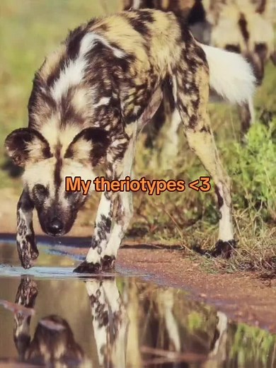 gray fox, hyena and African wild dog :3 #fyp #therianthropy #therian #theriotypes #theriancommunity