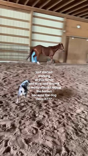 A Day in the Life on the Ranch with Mini Aussie Dog