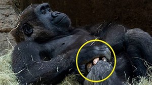 Gorilla Surprises People with Her Superhuman-Like Fingers as She Was Born with a Lack of Pigmentation