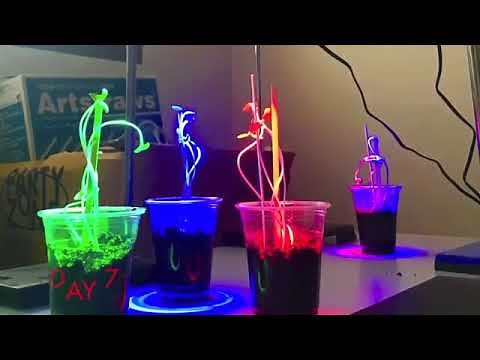 How do different colours of light affect the growth of plants?