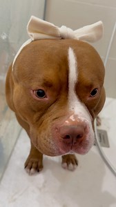 Choco bath routine after the beach 🎀 #americanbully #dogcare #asmr #dogbath | Chocodogger