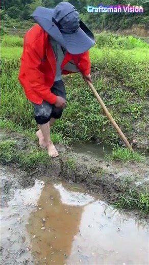 Dig water diversion openings on field ridges with hoes to guide canal water into dry farmland