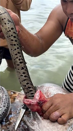 Big sea fish, swallow snake fish #nature #farming #shorts