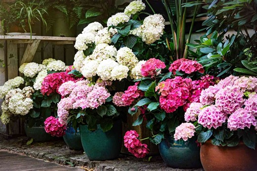 How to Revive Cut Hydrangeas and Prolong Their Beautiful Blooms