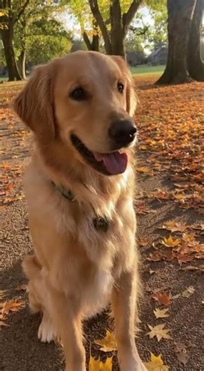 Golden Obeys Perfectly, But the Tail Won't Rest #GoldenRetriever #DogBehavior #PetLove