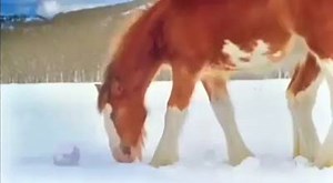 22K views · 586 reactions | Ez történik, ha a lovak hógolyózni kezdenek :D :D :D | nlc.hu | Facebook