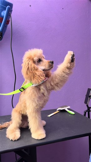 Soy Milo y me topé a la mini milanesa, es cuyeya pero al menos me dio pastelito 🥲 #esteticacaninasaltillo #corgi #cockerpuppy #cockerspaniel #groomer