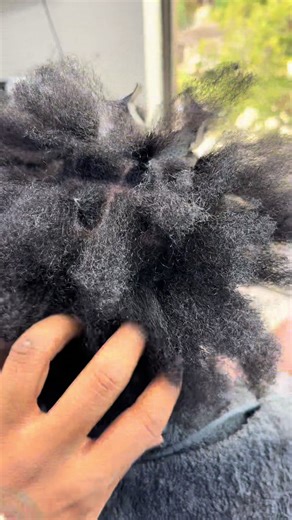 Instant locs 🔱 #locs #locs