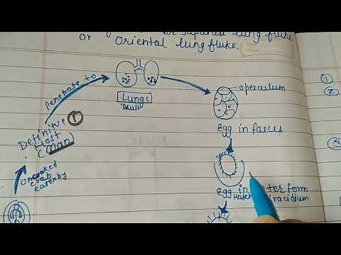 Life cycle of Paragonimus westermani|| The lung fluke || Trematodes #officialSaNik