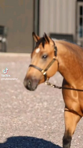 🔗Twistnintheboonlight🔗 Flashy buckskin colt bred to go in any direction you want! Exclusively on Horsebid.com through February 13th - Chappell-Slavin Prospects. #prospect #highbrowcat #boonlightdancer #aqha #nrha #stallionprospect | HorseBid.com