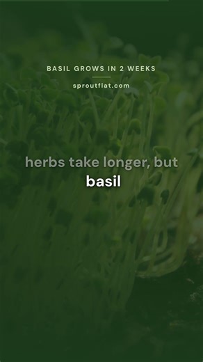 Build a Kratky Herb Garden for $15