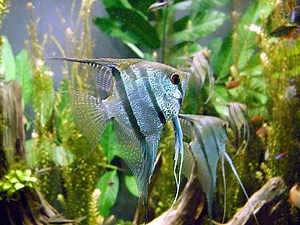 Pterophyllum scalare