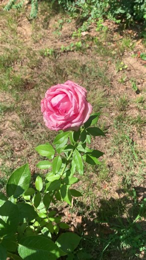 Everything’s coming up roses!