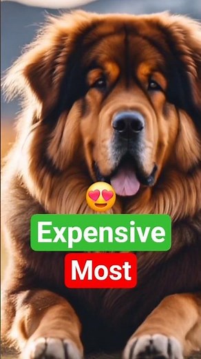 🐕Luxury Pets: The Most Expensive Dog Breeds Ever! 🐾🔥