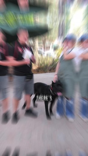 61K views · 1.9K reactions | She Won $100 Just From Pronouncing Dog Breeds #dog #dogs #puppy #belgiummalinois #papillon #dachshund #vizla #weimaraner #doglover #dogmom #fyp #dogsofinstagram | American Standard Dog Training | Facebook