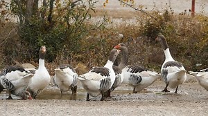 flock of geese feeding and moving, geese standing together, flock of geese,