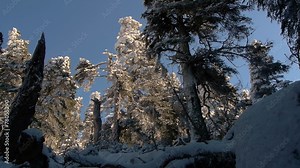 abies pinsapo in the Sierra de las Nieves Málaga,