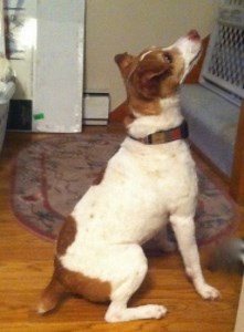 Adoptable Pets Around Our Area