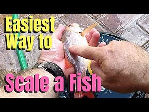Easiest way to scale a fish