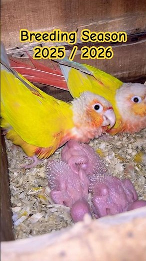 Breeding Season 2025/2026 | Lovebirds Nesting Box Preparation| Complete Guide to Bird Nesting Setup