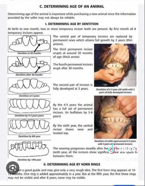 Determining Livestock Age by Checking Teeth