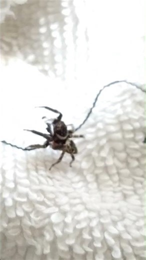 うちのアダンソン #nature #natural #生き物 #アダンソンハエトリグモ #虫 #昆虫 #自然