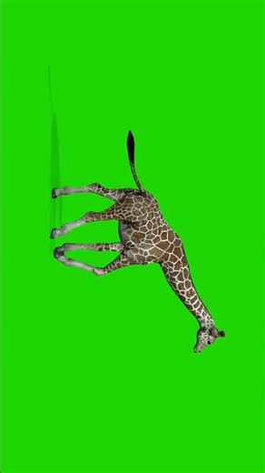 ANIMAL Green screen .🐆 #trending #viral #youtubeshorts #nocopyright #reels