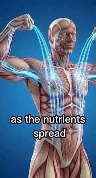 Water Clover Drink Journey Inside the Human Body | 3D Anatomical Visualization