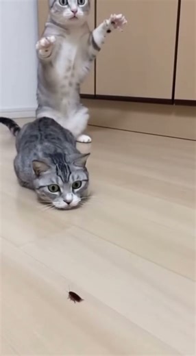 Cat Sees a Cockroach and Screams Like a Human 😱😂 | Funniest Cat Reaction Ever! #petvideos