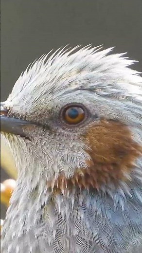 最強ズームのカメラで野鳥撮影（Nikon P1000）ヒヨドリ