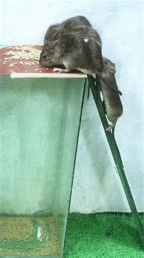 Genius mouse trap design that's actually kind#mousetrap #mouse #creative #rat #pestcontrol #animals