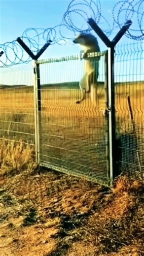 🐺 Wolf attack. Interesting facts about wolves #wolves #attack #life #worldfacts #ecosystem