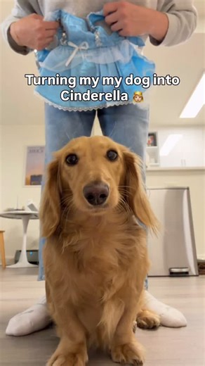 One more for halloweeenie 🌭 here's Charlie as Cinderella 👸🏼 #dogfashion #dogoutfit #dogoutfits #dachshund #dachshundlife #dachshunds #weinerdog #dachsundsofinstagram #dachshundpuppy #doxie #puppy #cutepuppy #dogoftheday #dogoutfit #puppyoftheday #puppylover #dachshund_feature | Charlithehotdog