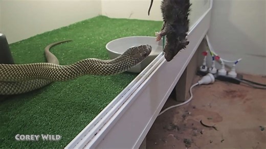 Snakes vs rodents
