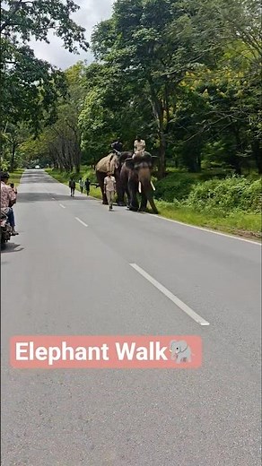 how elephant walk