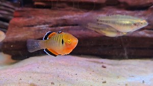 21K views · 476 reactions | Empire gudgeon colouring up nicely | Pier Aquatics | Facebook