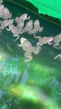 #frogs 🐸 #animal #nature #wildlife