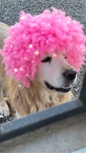 Golden retriver con peluca