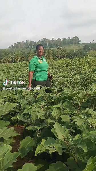 aubergine plantation # #pretty farmer #work and happiness