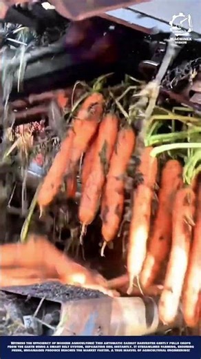 Smart Carrot Harvesting Machine Innovation for High - Speed Large Scale Farming