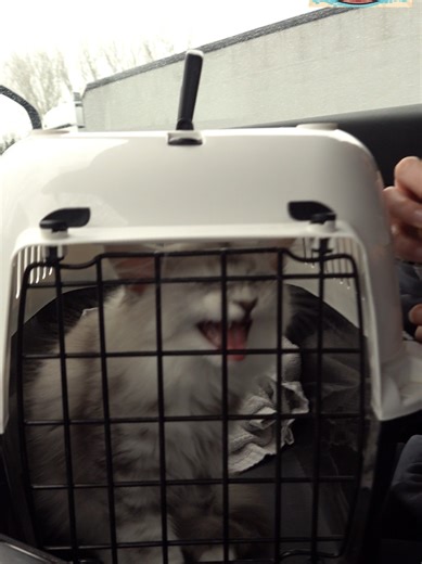 Mainecoon kitten meisje EEVEE mag eindelijk met ons mee naar huis. Even 1 uurtje in de auto en dan los laten bij de andere coons. Hoe zal dit verlopen? Wordt ze gelijk geaccepteerd door de andere? We gaan het zien. @mainecoon_cattery_sweetlake @bobbileenl @bobbileemarijs #kitten #new #baby #mainecoons #bigcat