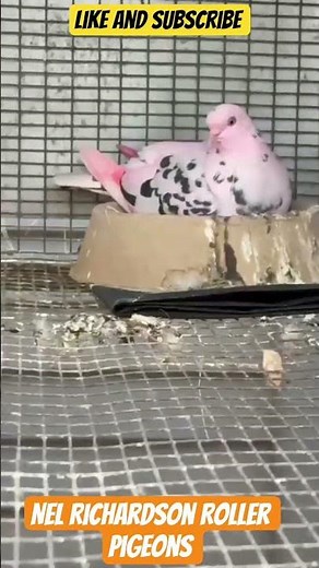 Neil's Roller Pigeons