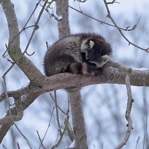 1.6K reactions · 471 shares | Hang in there. It’s almost winter break, which means lots more time to spend outdoors. How are you planning on adventuring outside?⁠ ⁠ #sleeptight #racoon #winterbreak #NatureBreak #DiscoverWhatsOutThere #GenerationWild #generationwildcolorado #coloradomommies #coloradodads #coloradokids #coloradoparents #coloradolove #coloradical #coloradomoms | Generation Wild Colorado | Facebook